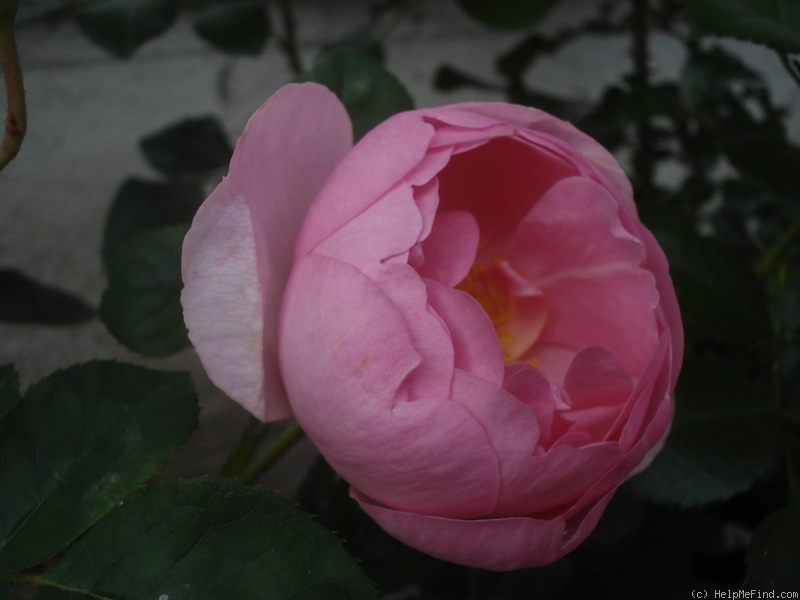 'Skylark (shrub, Austin, 2007)' rose photo