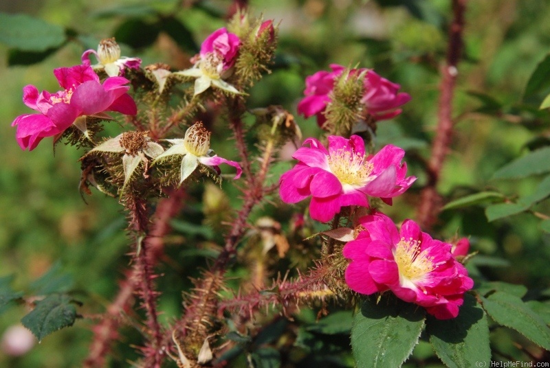 'Goethe (Moss, Lambert, 1911)' rose photo