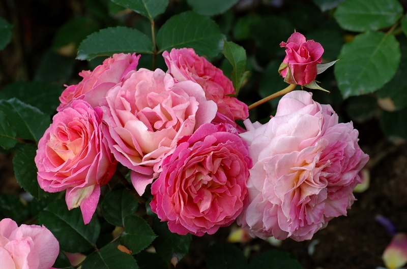 'Château de Verteuil ®' rose photo