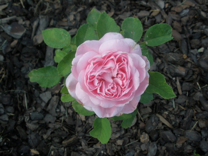 'Baroness Rothschild' rose photo