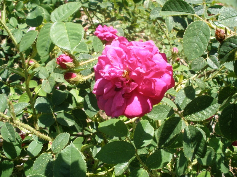 'Henri Martin' rose photo