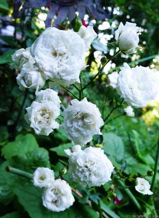 'Denise Cassegrain' rose photo