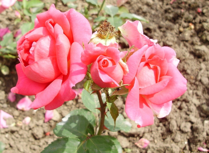 'Freude (hybrid polyantha, Kordes, 1938)' rose photo