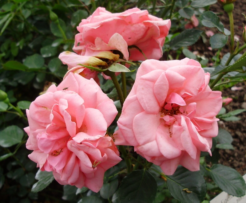 'Egeskov ®' rose photo
