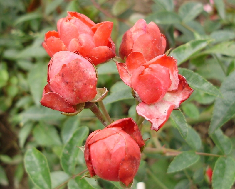 'Vulgens' rose photo