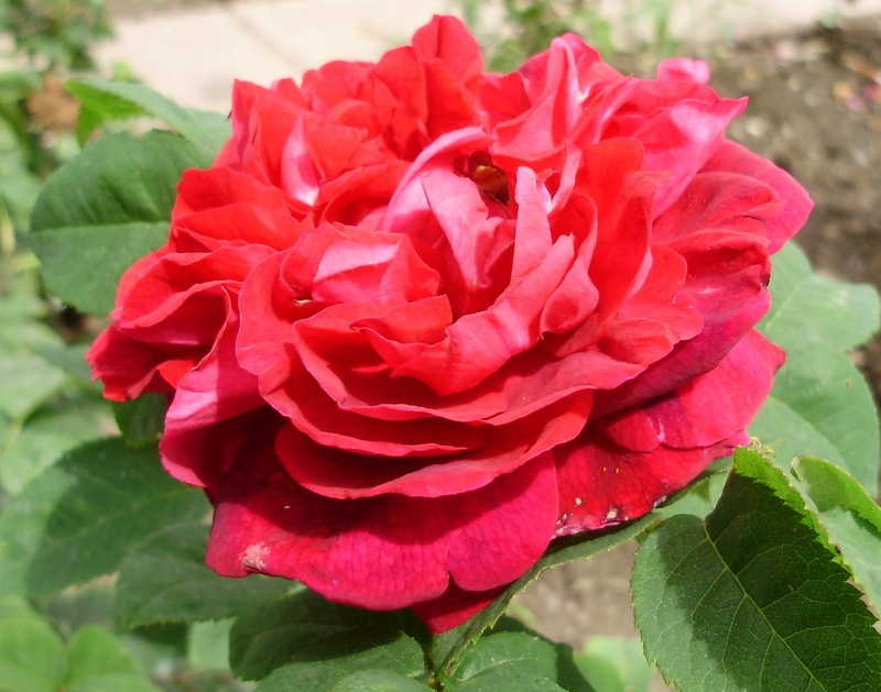'Duhamel Dumonceau' rose photo