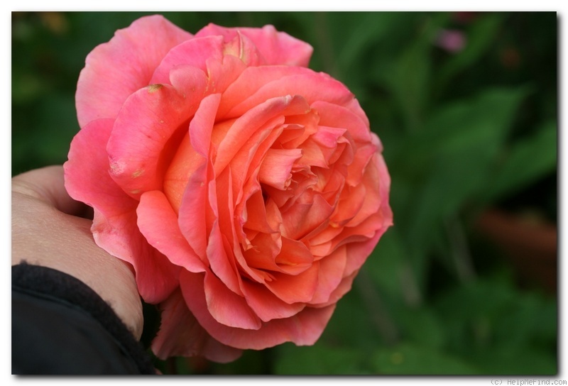 'Etrusca ®' rose photo