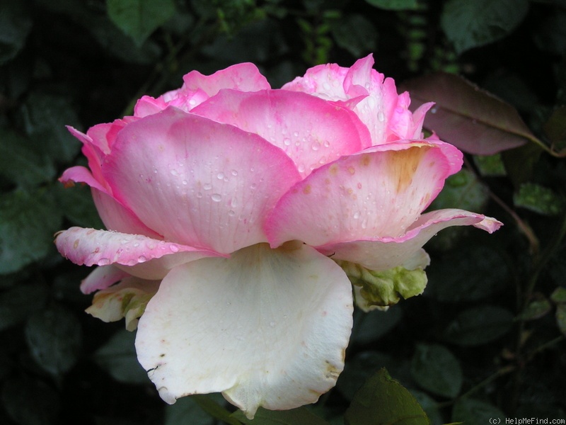 'Honoré de Balzac ®' rose photo