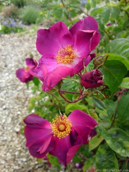 'Carabea' rose photo