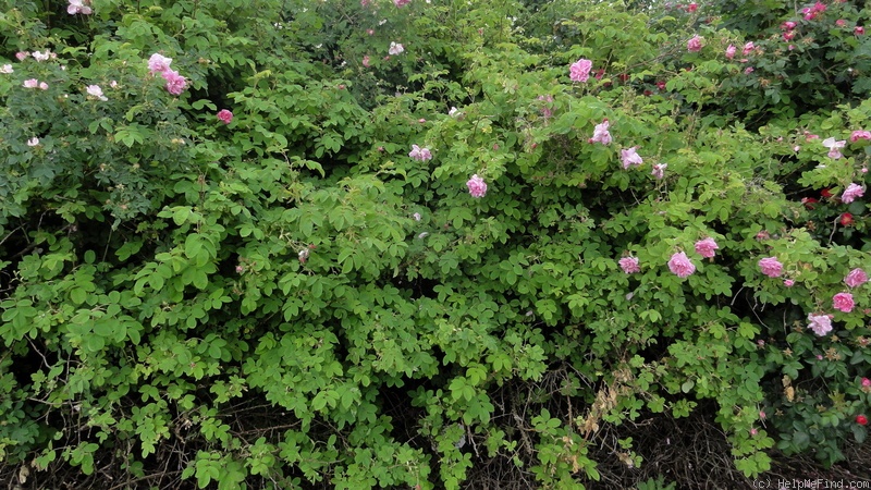 'Kazanlik' rose photo