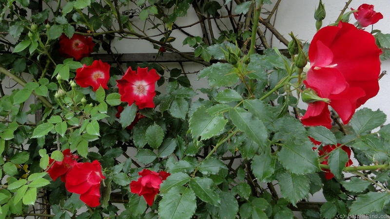 'Dortmund' rose photo