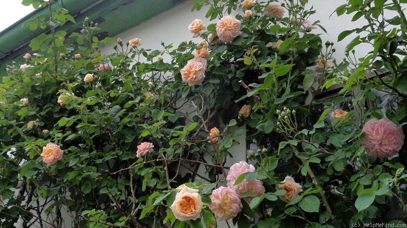 'Alchymist' rose photo