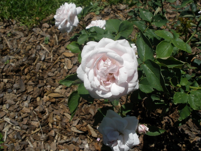 'Mademoiselle Blanche Lafitte (Bourbon, Pradel, 1851)' rose photo