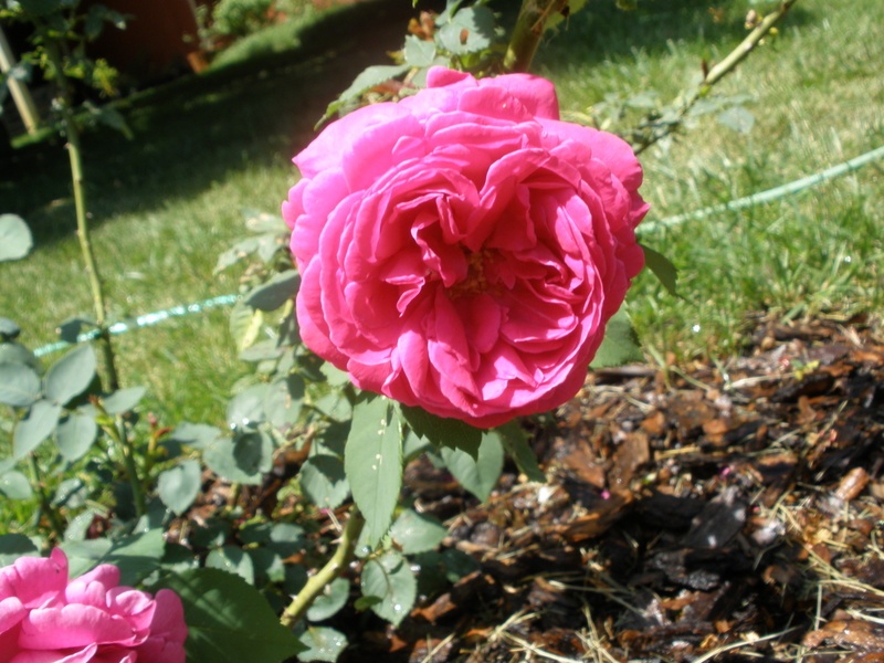 'Madame Isaac Pereire (Bourbon, Garcon, 1876)' rose photo