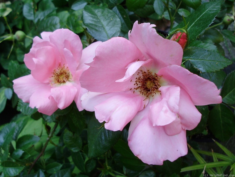 'Herbstfeuerselbstung X Frühlingsgold' rose photo