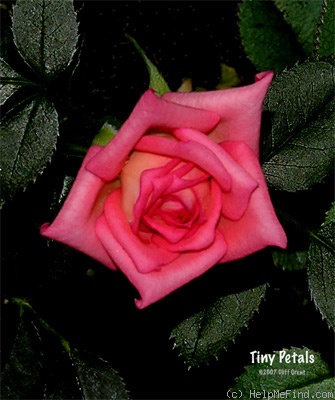 'Tiny Petals' rose photo