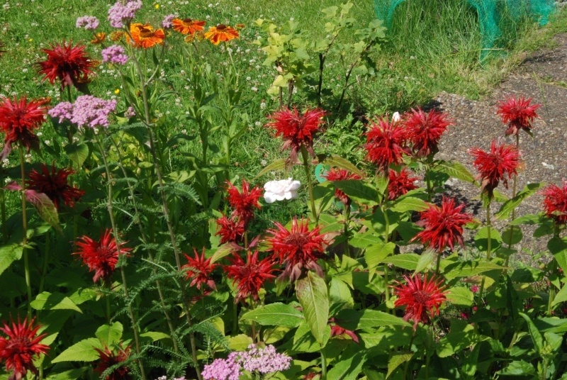 'My third garden'  photo