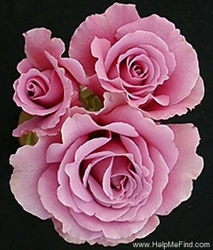 'Angel Face (floribunda, Swim & Weeks 1968)' rose photo
