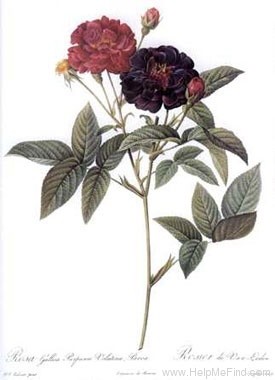 'Rosier de Van Eeden' rose photo