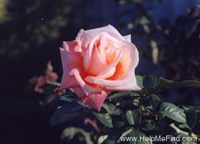 'Delores' rose photo