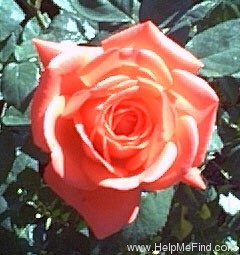 'Spice Twice ™' rose photo