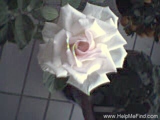 'Poker ® (hybrid tea, Meilland, 1998)' rose photo
