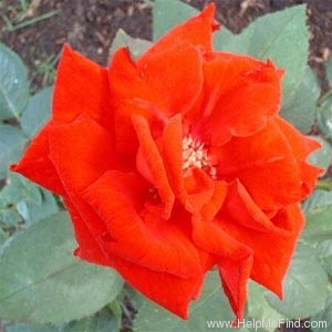 'Lady Mary (hybrid tea, Teranishi, 1990)' rose photo