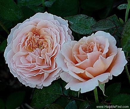 'Tamora (shrub, Austin, 1983)' rose photo