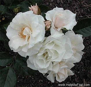 'White Tinkerbell' rose photo
