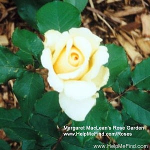 'Adriana (hybrid tea, Fryer 1999)' rose photo