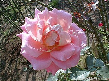'Audrey Wilcox' rose photo
