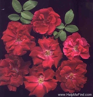 'Valentine (floribunda, Swim, 1950)' rose photo