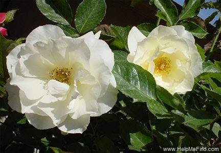 'White Simplicity ®' rose photo