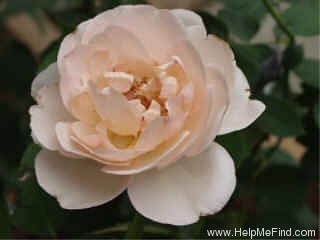 'Julia Renaissance' rose photo