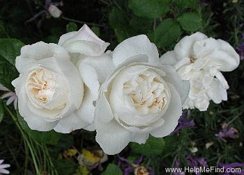 'Winchester Cathedral ®' rose photo