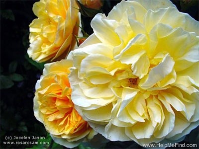 'Yellow Charles Austin ®' rose photo