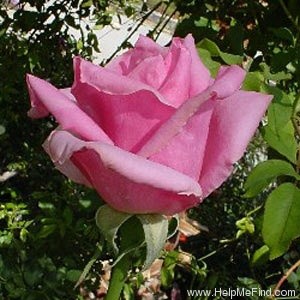 'Eiffel Tower' rose photo