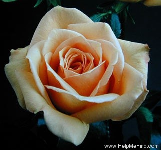 'Antique Brass ™' rose photo
