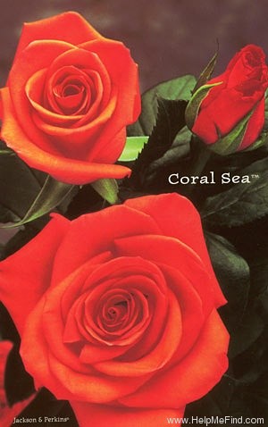 'Coral Sea ™ (hybrid tea, Zary, 1999)' rose photo