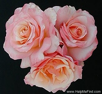 'Elmhurst' rose photo