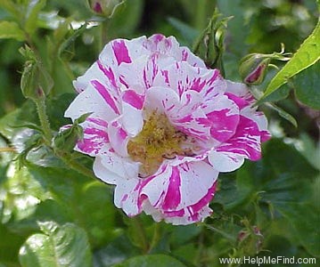 'Jan Steen (shrub, Williams, 1997)' rose photo