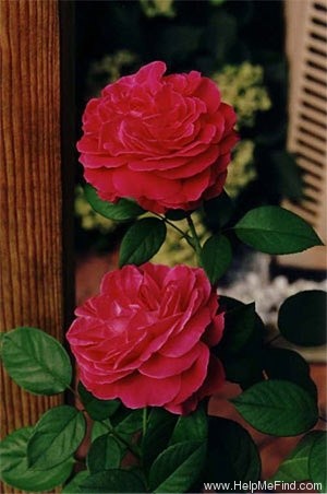 'Moore's Classic Perpetual' rose photo