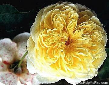 'Gartenarchitekt Günther Schulze' rose photo