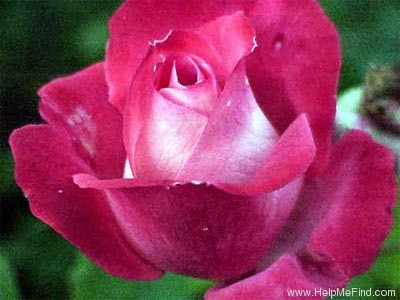 'Eternity (grandiflora, Twomey, 1991)' rose photo