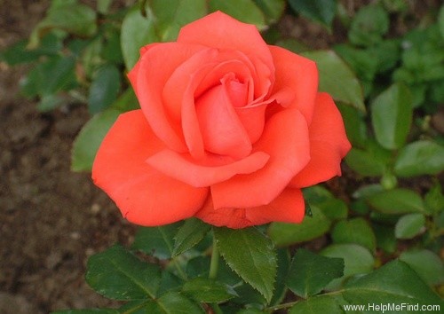 'Felicity Kendal' rose photo