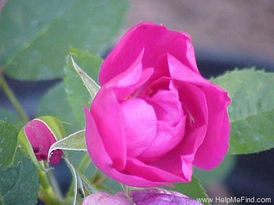 'Mike's Eglantine' rose photo