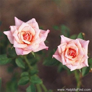'Big and Beautiful' rose photo