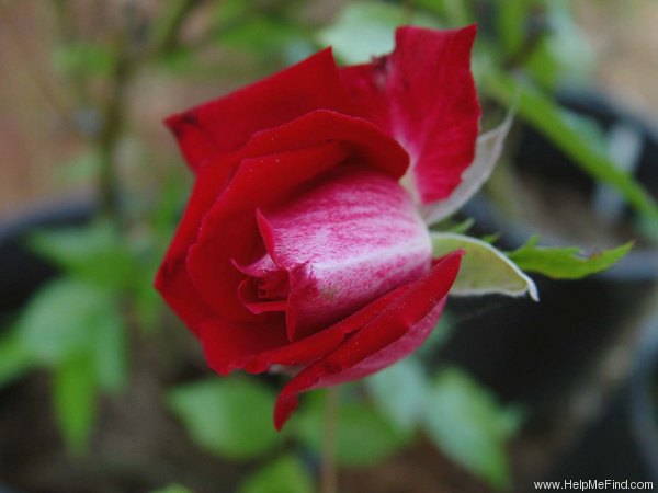 'Fire 'n' Ice ™' rose photo