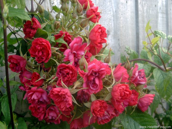 'Red Grootendorst' rose photo