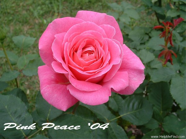 'Pink Peace' rose photo